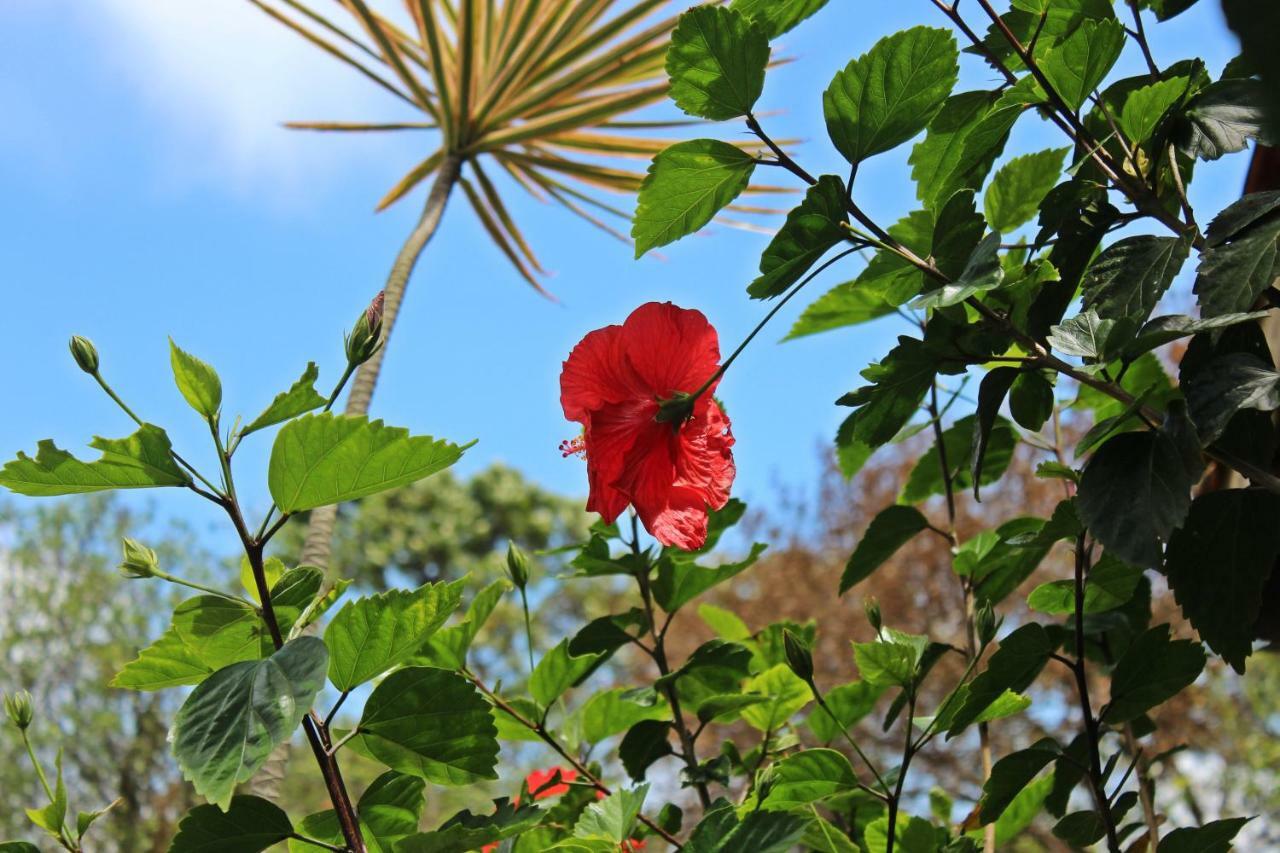 Morada Dos Hibiscos Hotel Praia do Rosa Bagian luar foto